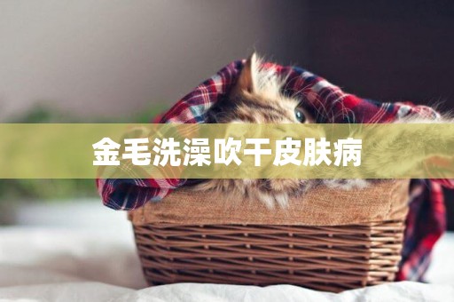 金毛洗澡吹干皮膚病