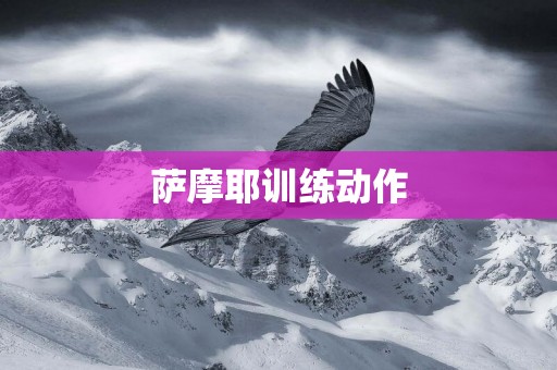 薩摩耶訓練動作