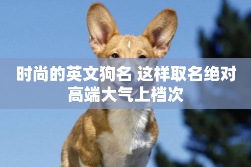 時尚的英文狗名 這樣取名絕對高端大氣上檔次