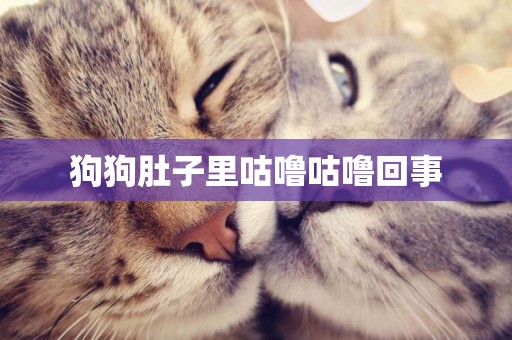 狗狗肚子里咕嚕咕嚕回事