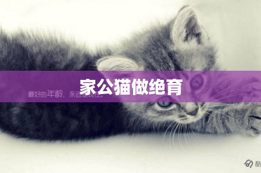 家公貓做絕育