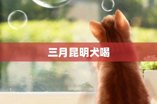 三月昆明犬喝