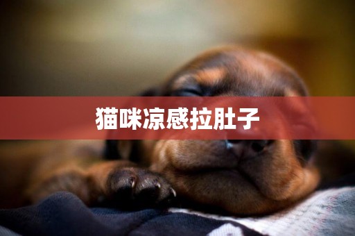 貓咪涼感拉肚子