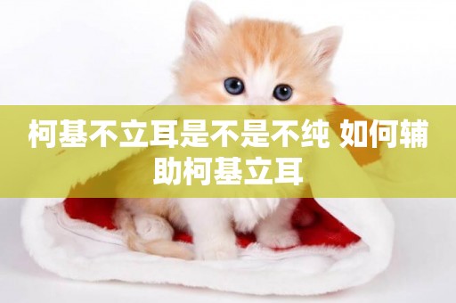 柯基不立耳是不是不純 如何輔助柯基立耳