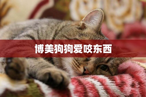 博美狗狗愛咬東西