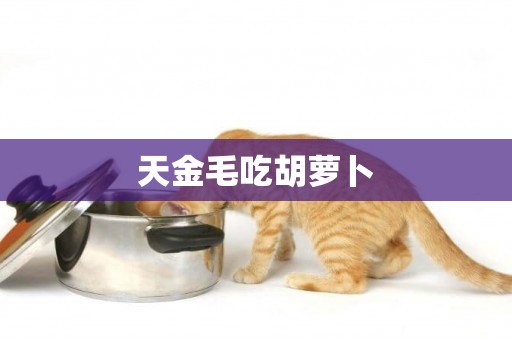 天金毛吃胡蘿卜