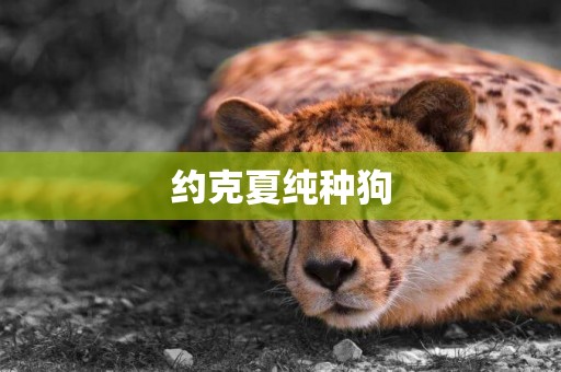 約克夏純種狗