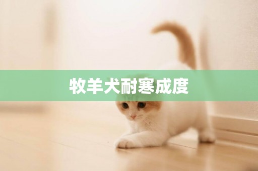 牧羊犬耐寒成度