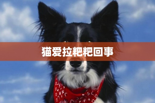 貓愛拉粑粑回事