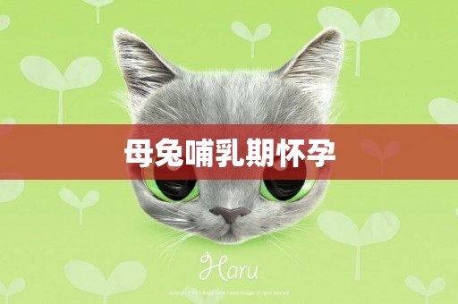 母兔哺乳期懷孕