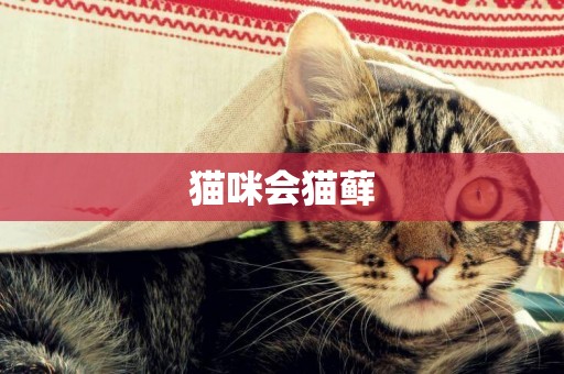 貓咪會貓蘚