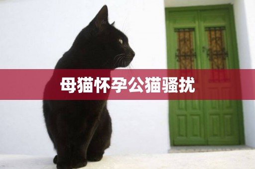 母貓懷孕公貓騷擾