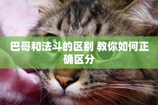 巴哥和法斗的區別 教你如何正確區分