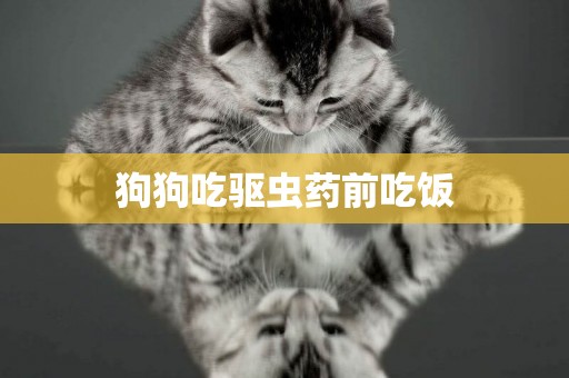 狗狗吃驅蟲藥前吃飯