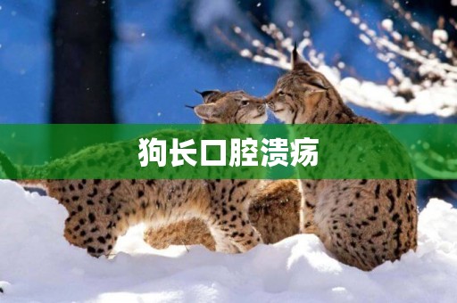 狗長口腔潰瘍