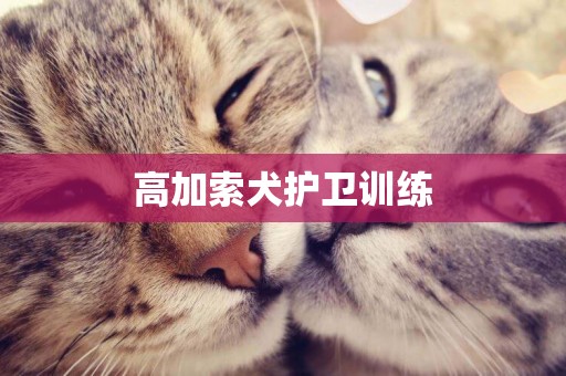 高加索犬護衛訓練