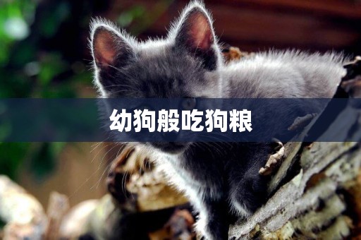 幼狗般吃狗糧