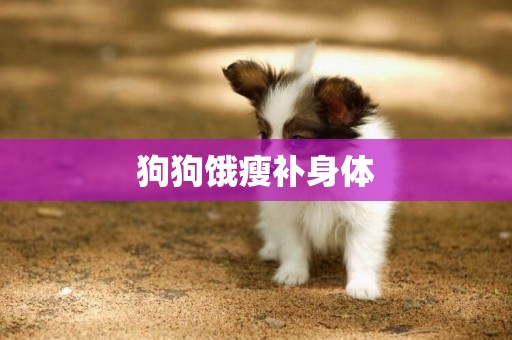 狗狗餓瘦補身體