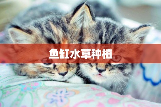 魚缸水草種植