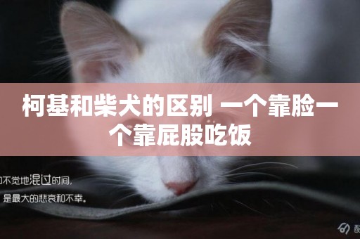 柯基和柴犬的區別 一個靠臉一個靠屁股吃飯