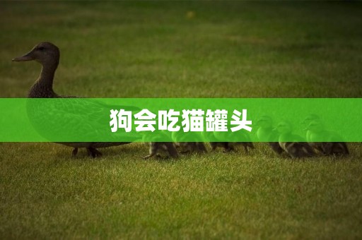 狗會吃貓罐頭
