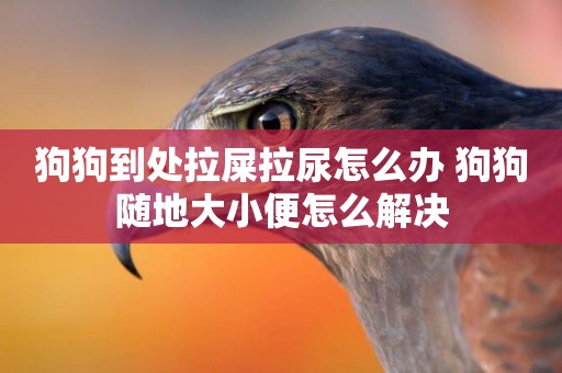 狗狗到處拉屎拉尿怎么辦 狗狗隨地大小便怎么解決