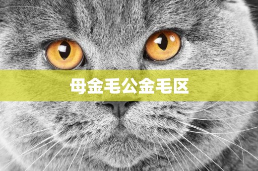 母金毛公金毛區