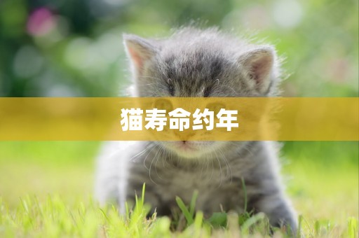 貓壽命約年