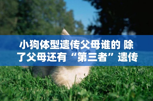 小狗體型遺傳父母誰的 除了父母還有“第三者”遺傳效應