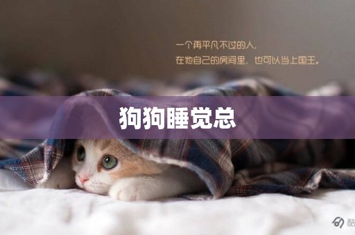 狗狗睡覺總