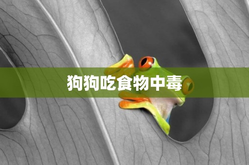 狗狗吃食物中毒