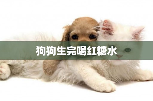 狗狗生完喝紅糖水