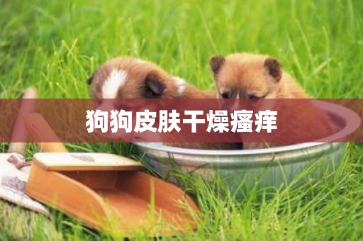 狗狗皮膚干燥瘙癢