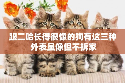 跟二哈長得很像的狗有這三種 外表雖像但不拆家
