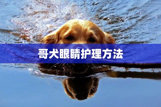 哥犬眼睛護理方法