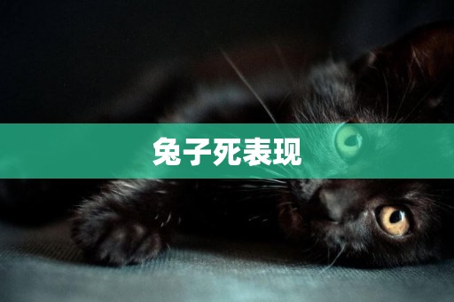 兔子死表現