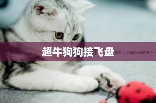 超牛狗狗接飛盤