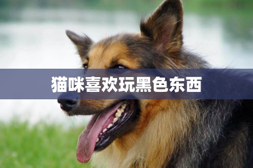 貓咪喜歡玩黑色東西