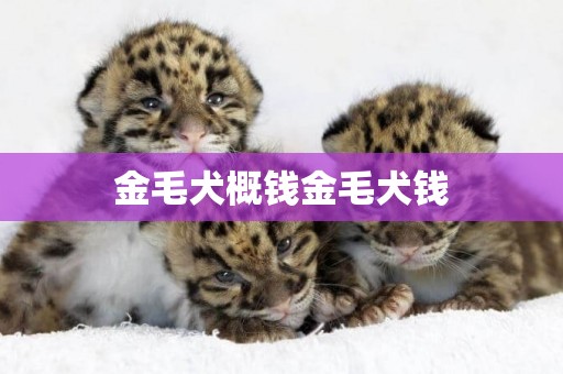 金毛犬概錢金毛犬錢
