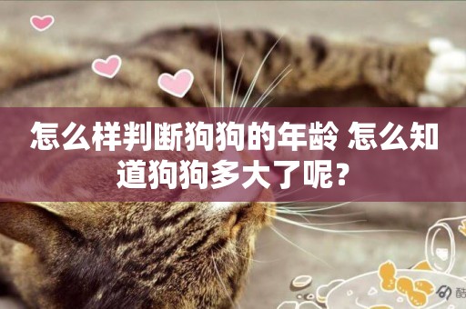 怎么樣判斷狗狗的年齡 怎么知道狗狗多大了呢？