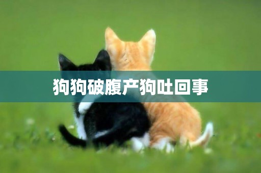 狗狗破腹產狗吐回事