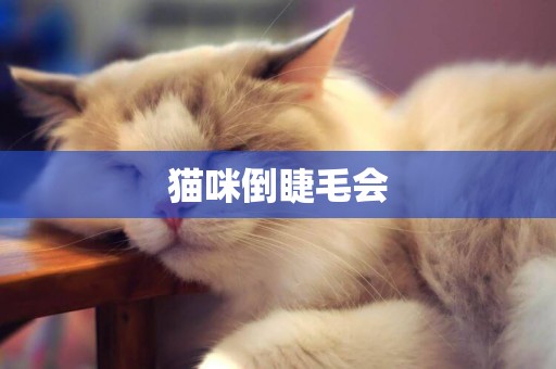 貓咪倒睫毛會