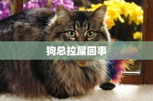狗總拉屎回事