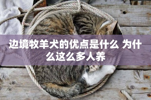邊境牧羊犬的優點是什么 為什么這么多人養