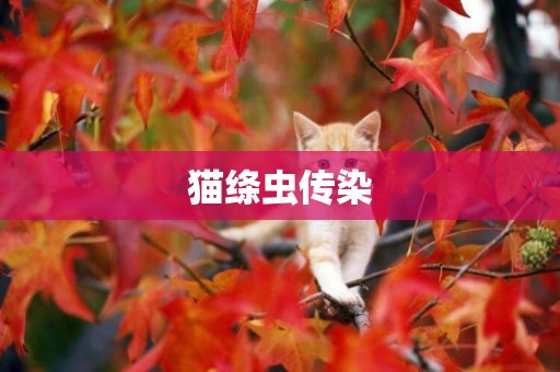 貓絳蟲傳染