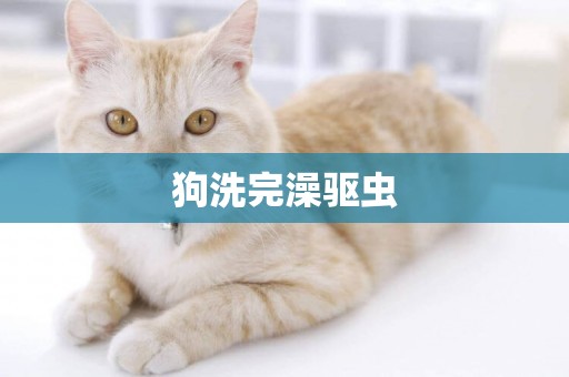 狗洗完澡驅蟲