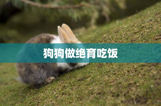 狗狗做絕育吃飯