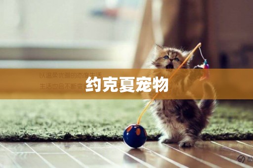 約克夏寵物
