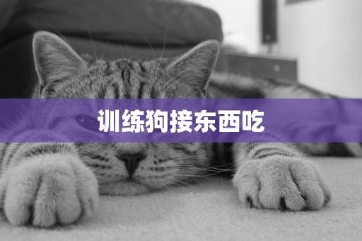訓練狗接東西吃