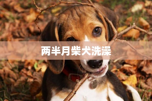 兩半月柴犬洗澡